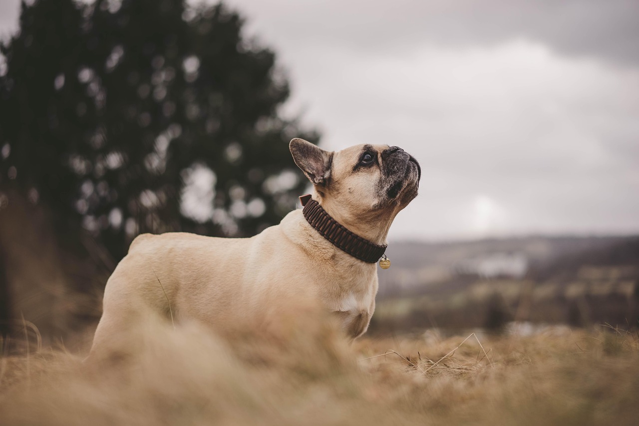 French Bulldogs: The Zen Masters of Dogdom (image credits: pixabay)