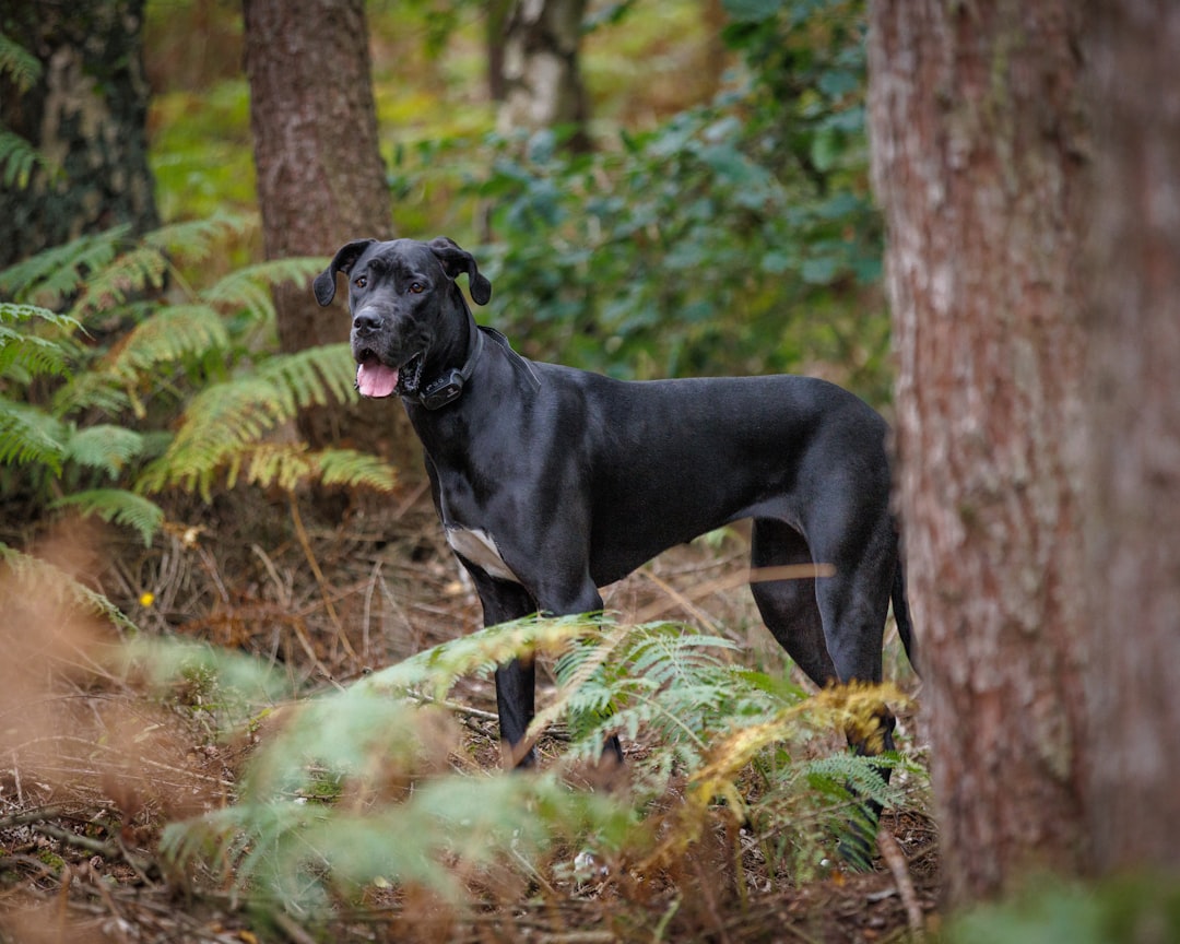 Great Danes: Gentle Giants With Indoor Voices (image credits: unsplash)