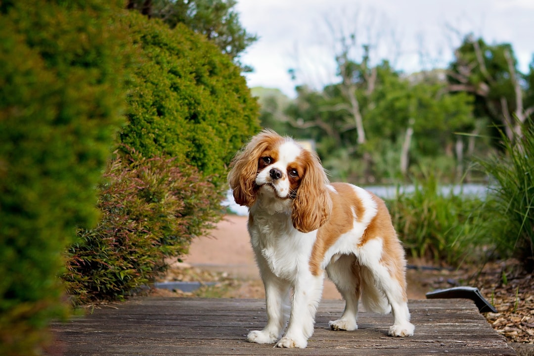 Cavalier King Charles Spaniels: Royally Quiet Companions (image credits: unsplash)