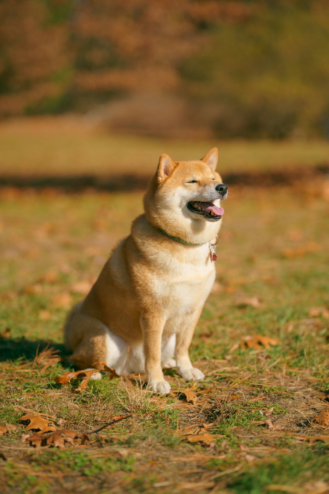 Shiba Inus: The Stoic Japanese Silent Type (image credits: unsplash)