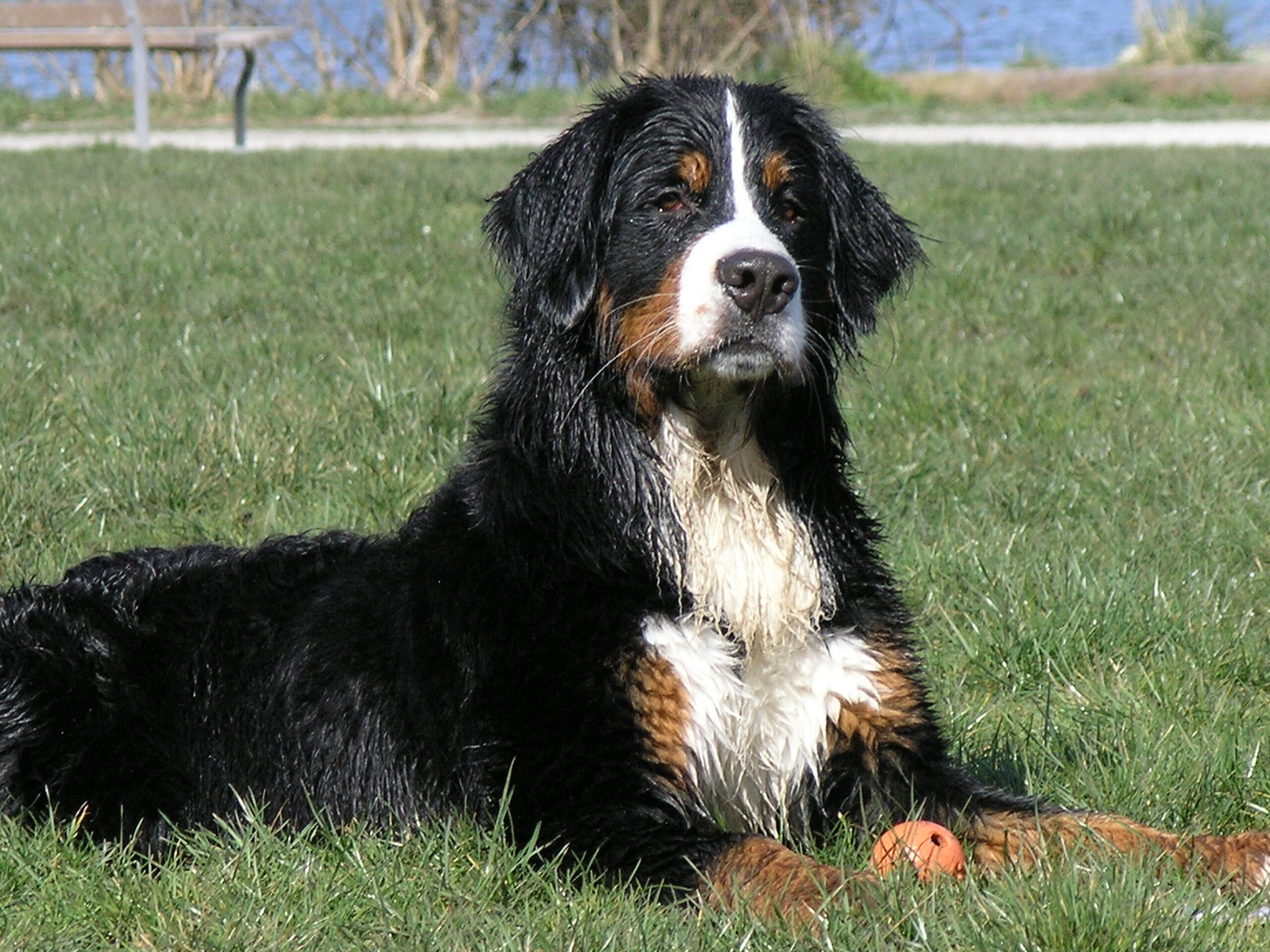 Bernese Mountain Dogs: Switzerland's Quiet Giants (image credits: wikimedia)