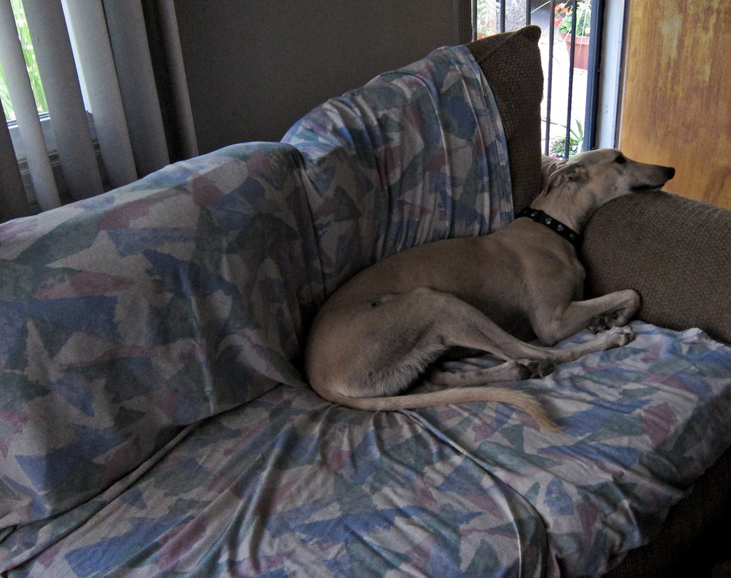 Greyhounds: The Silent Sprinters (image credits: flickr)