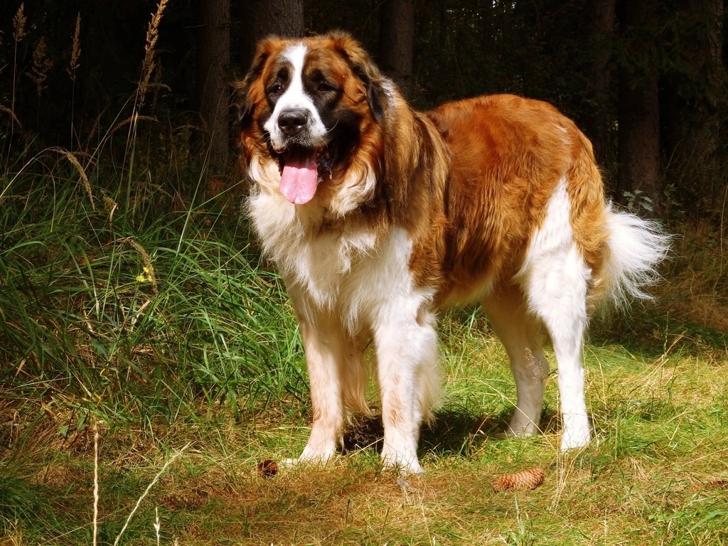 Saint Bernards: The Peaceful Mountain Rescue Heroes (image credits: rawpixel)
