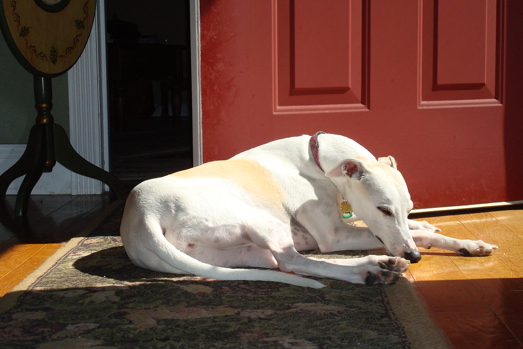 Whippets: The Graceful Quiet Ones (image credits: flickr)