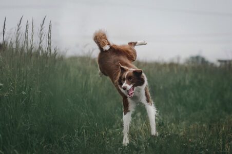 15 Dog Breeds That Drive You Mad With Barking (And 10 That Remain Silent as a Mouse)