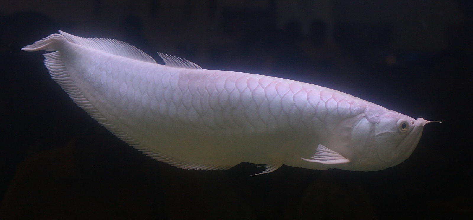 Platinum Arowana - The Million Dollar Dragon (image credits: wikimedia)