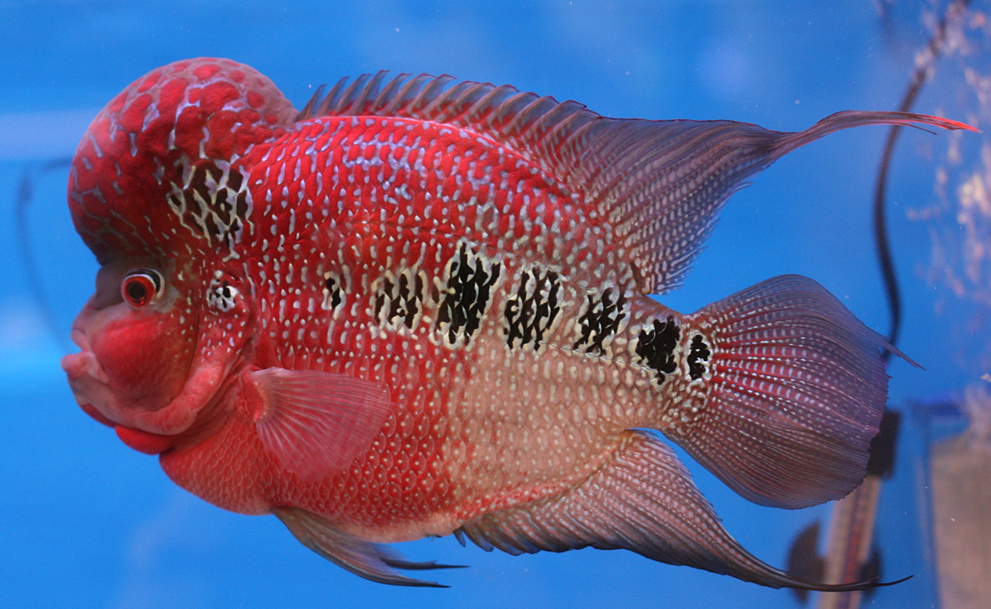 Flowerhorn Cichlid - The Record-Breaking Hybrid (image credits: wikimedia)