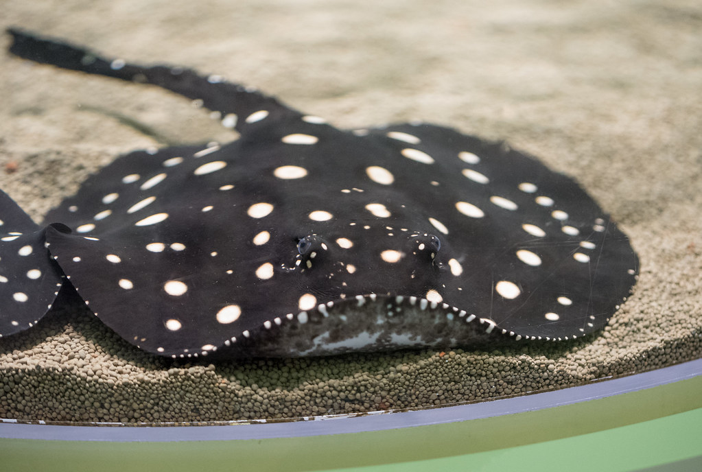 Freshwater Polka Dot Stingray - The Spotted Wonder (image credits: flickr)