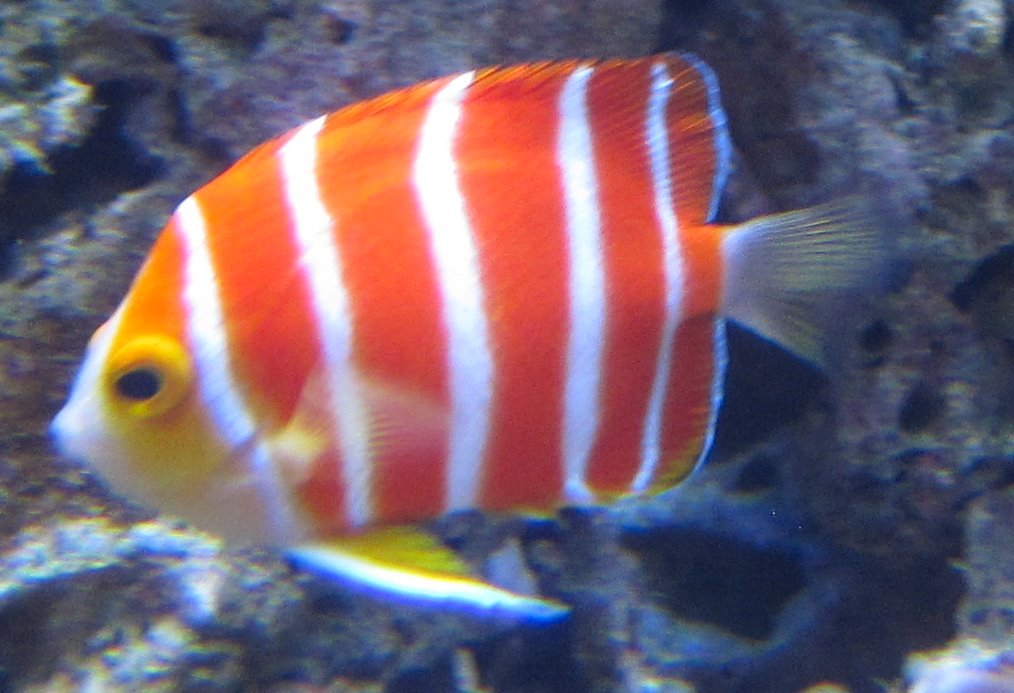 Peppermint Angelfish - The Candy-Striped Rarity (image credits: wikimedia)