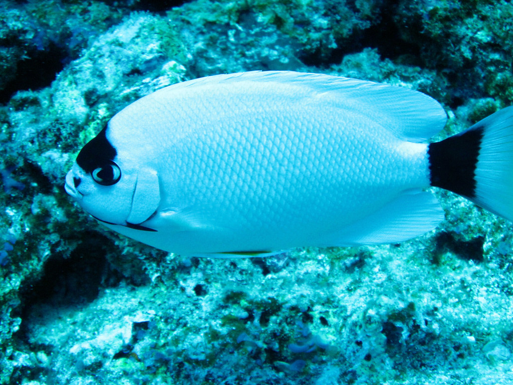 Masked Angelfish - The Hawaiian Beauty (image credits: flickr)