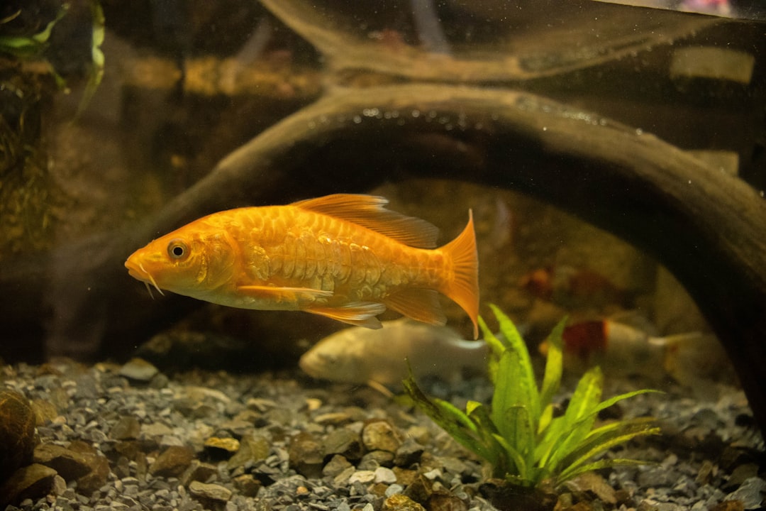 Golden Basslet - The Liquid Gold Fish (image credits: unsplash)