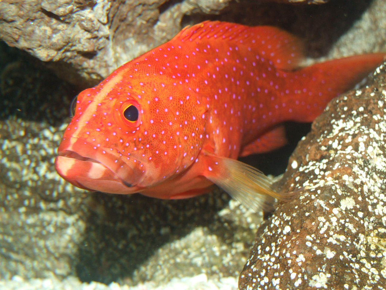Neptune Grouper - The Deep Sea Rainbow (image credits: pixabay)