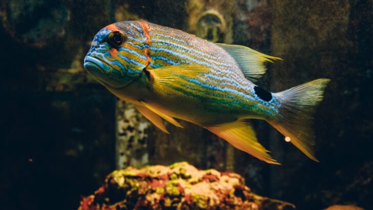 15 Most Expensive Aquarium Fish In The World (One Is More Expensive Than Your Car)