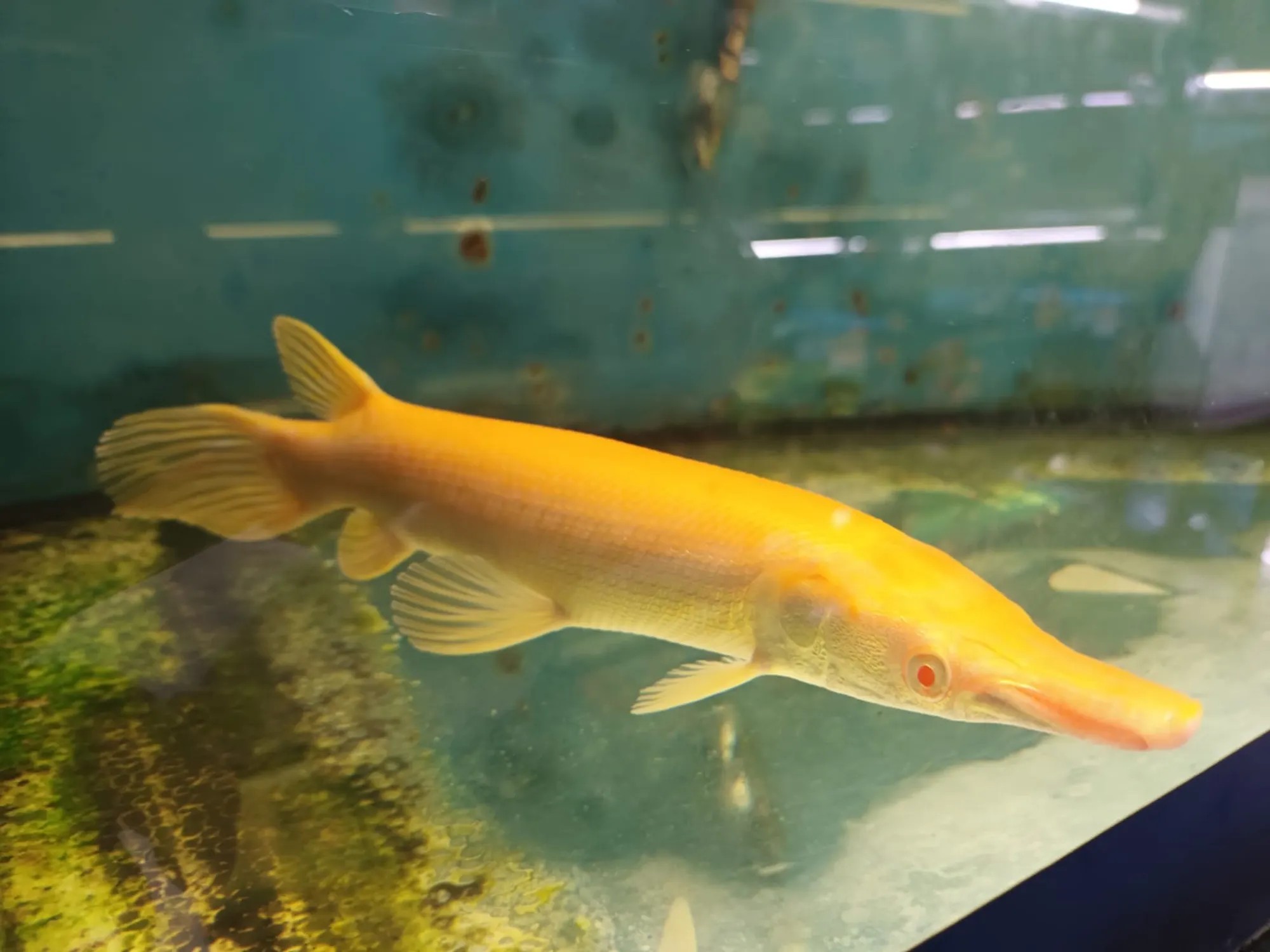 Golden Alligator Gar - The Prehistoric Predator (image credits: Golden Alligator Gar: Source: Pinterest)