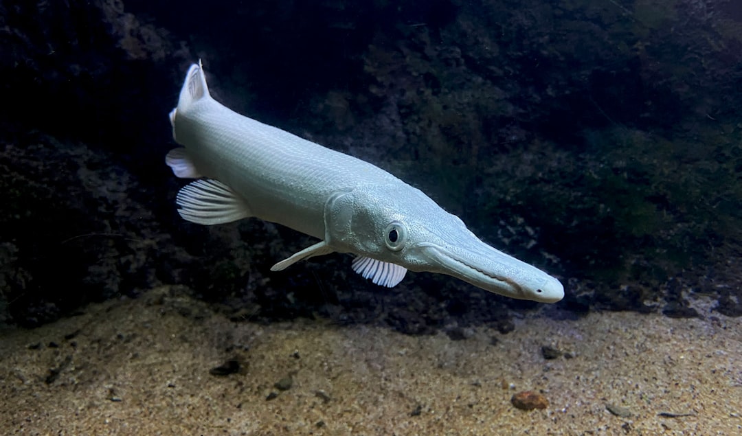 Platinum Alligator Gar - The Silver Leviathan (image credits: unsplash)
