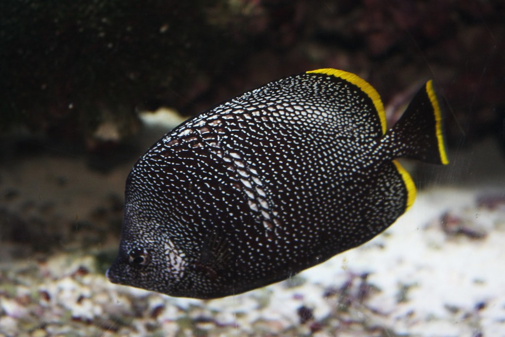 Wrought Iron Butterflyfish - The Metallic Marvel (image credits: Wrought Iron Butterfly Fish: Flickr)