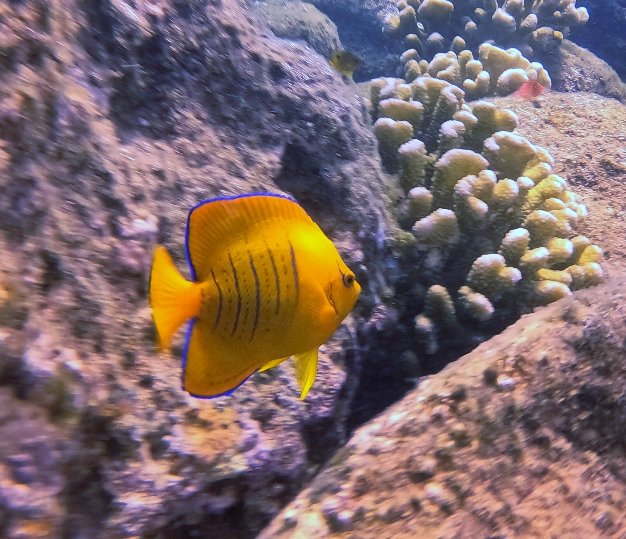 Clarion Angelfish - The Pacific Beauty (image credits: wikimedia)