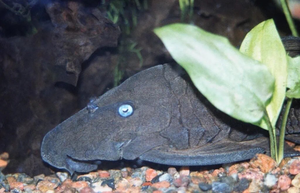 Blue-eyed Plecostomus - The Sapphire Sucker (image credits: Blue-eyed Plecostomus: Image By: Sini Merikallio, Wikimedia Commons CC BY-SA 2.0))
