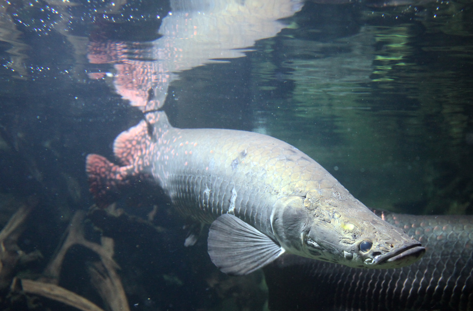 Arapaima - The Amazon Giant (image credits: wikimedia)