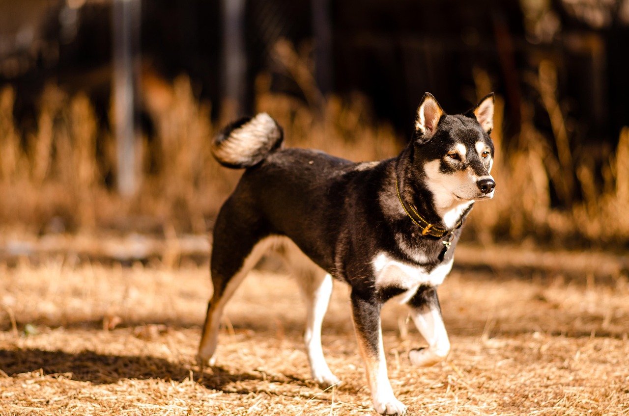 The Shiba Inu - A Cat in a Dog's Body (image credits: pixabay)