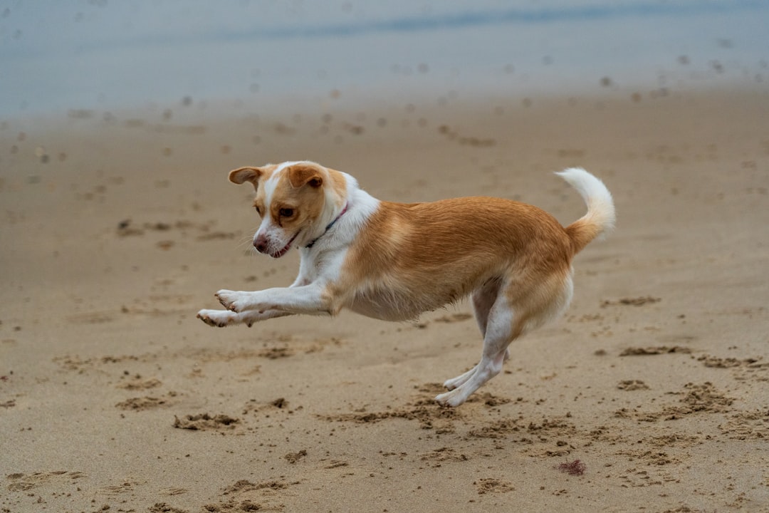 Jack Russell Terriers - Tiny Tornadoes (image credits: unsplash)