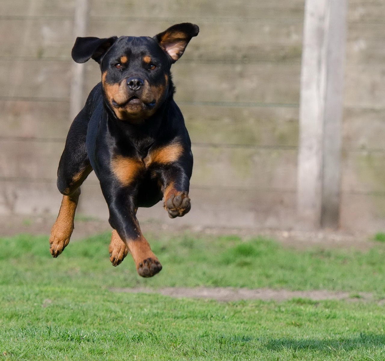 Rottweilers - The Gentle Giants Who Choose Their Moments (image credits: pixabay)