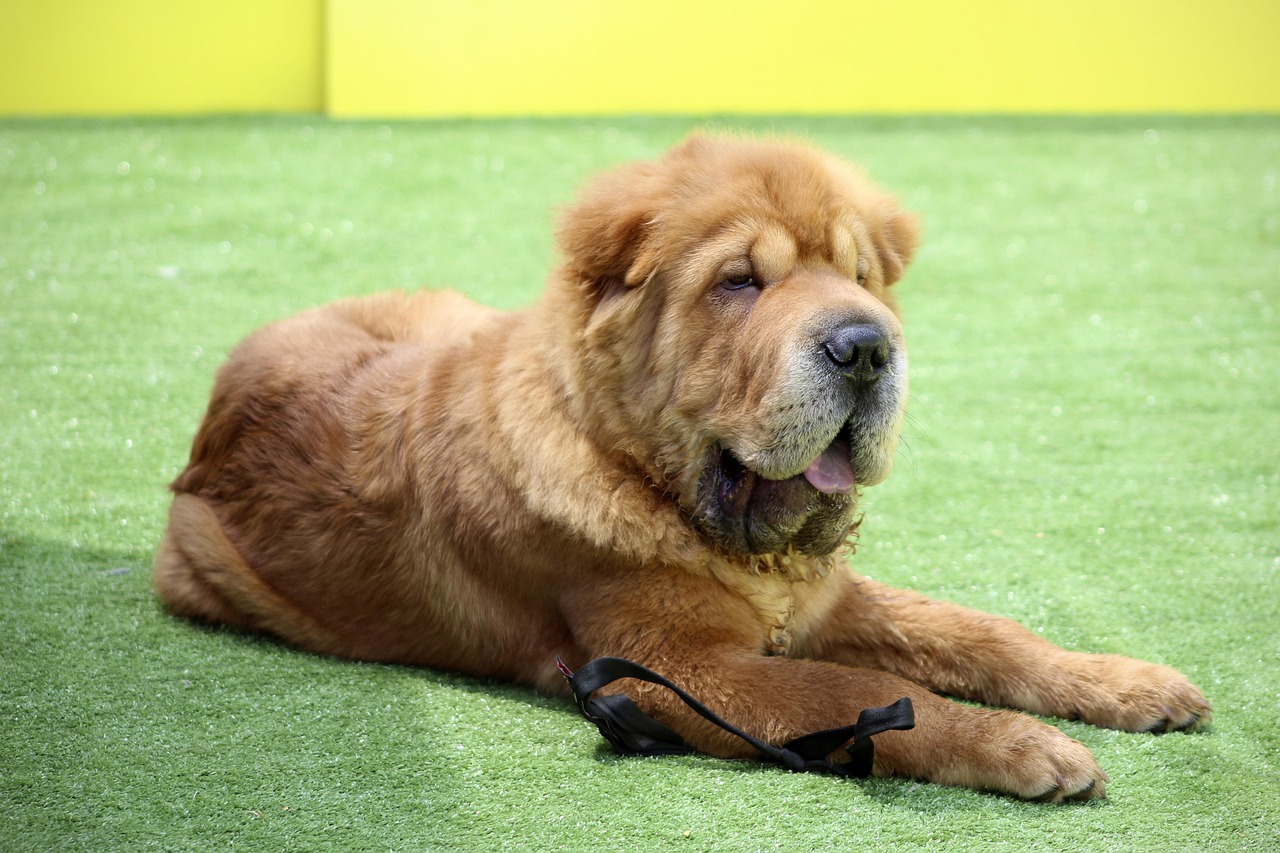 Chinese Shar-Pei - Wrinkled and Willful (image credits: pixabay)