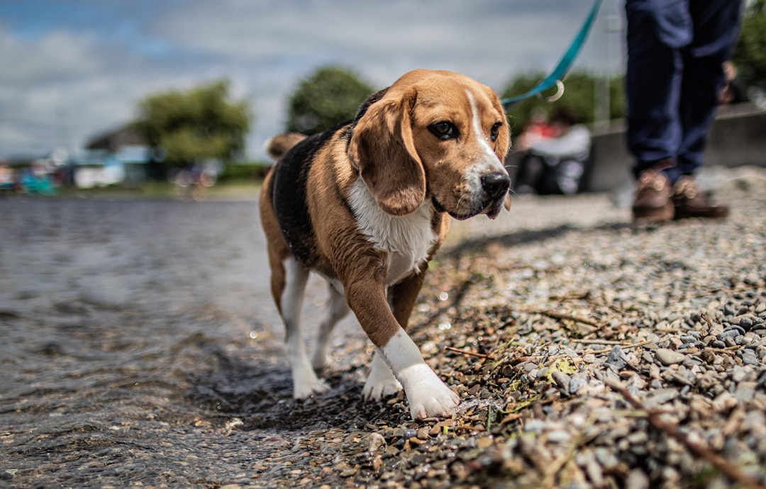 Beagles - Nose-Led Detectives (image credits: unsplash)