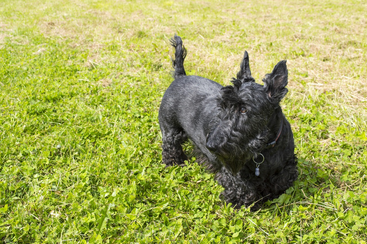 Scottish Terriers - Pocket-Sized Powerhouses (image credits: pixabay)