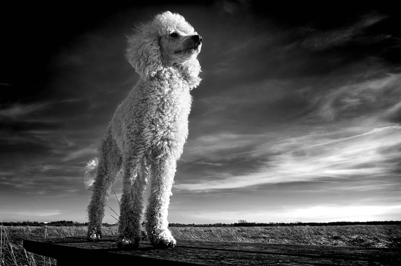 Poodles - Intelligence in Three Sizes (image credits: pixabay)