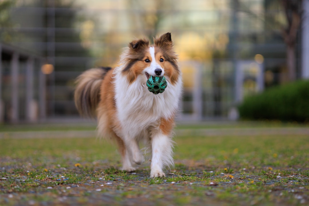 Shetland Sheepdogs - Small Packages, Big Brains (image credits: unsplash)