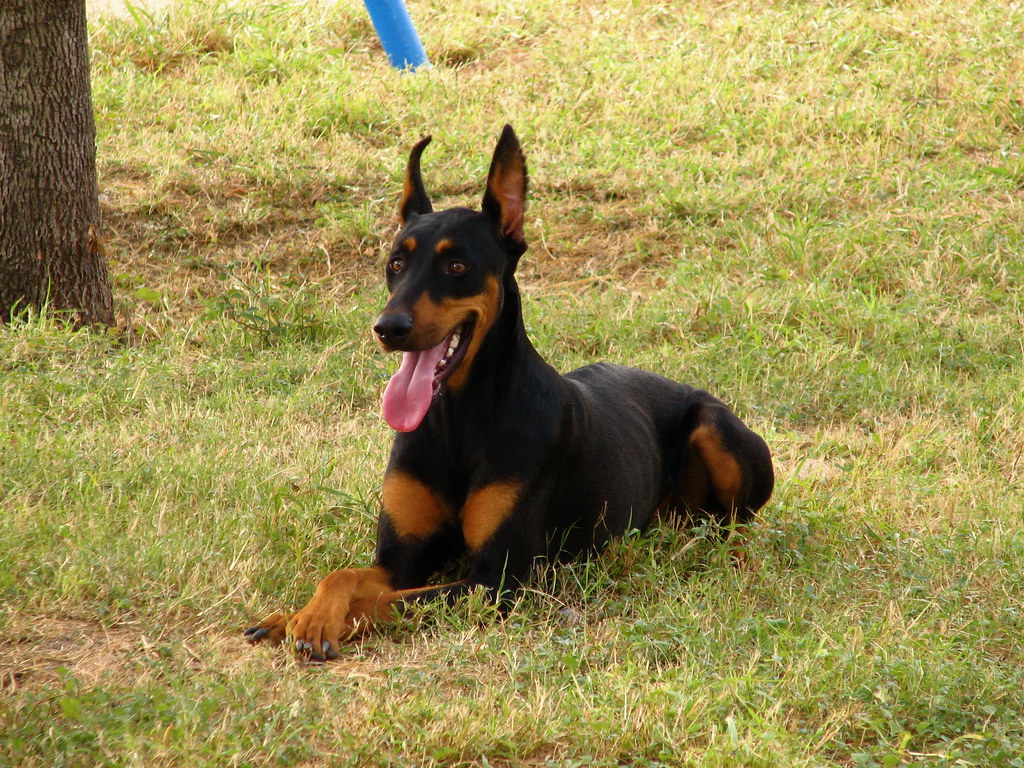 Doberman Pinschers - Athletic and Alert (image credits: flickr)