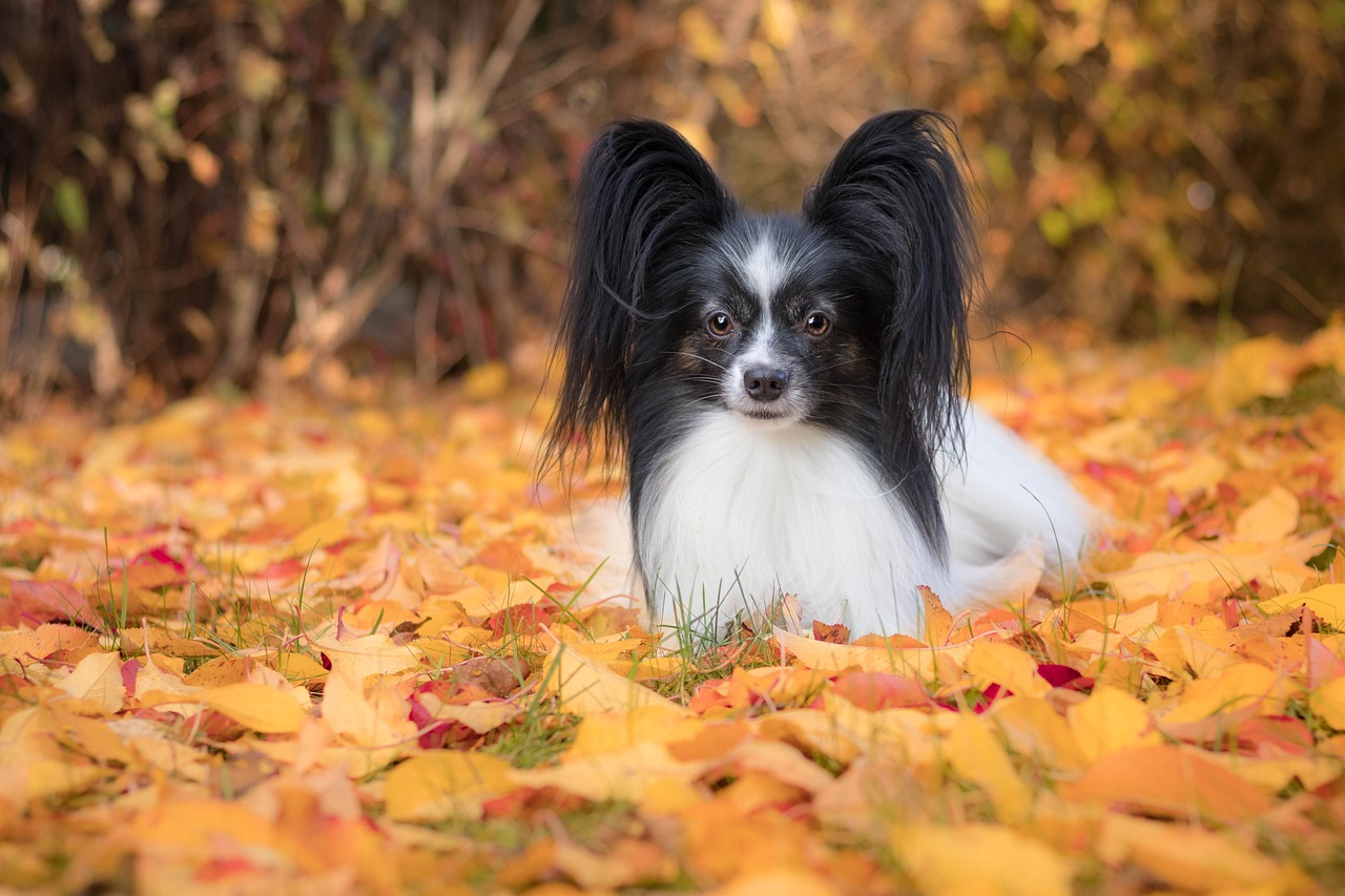 Papillons - Tiny Athletes (image credits: pixabay)