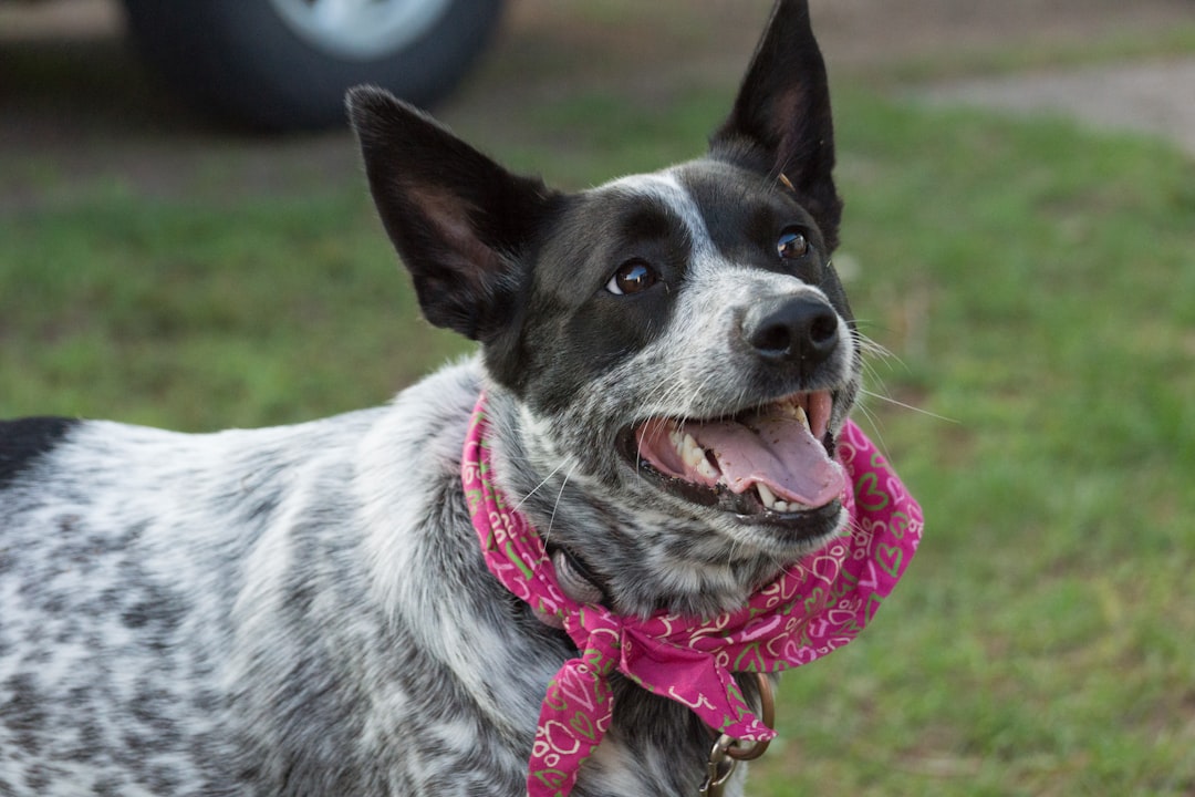 Australian Cattle Dogs - Workaholics with Heart (image credits: unsplash)