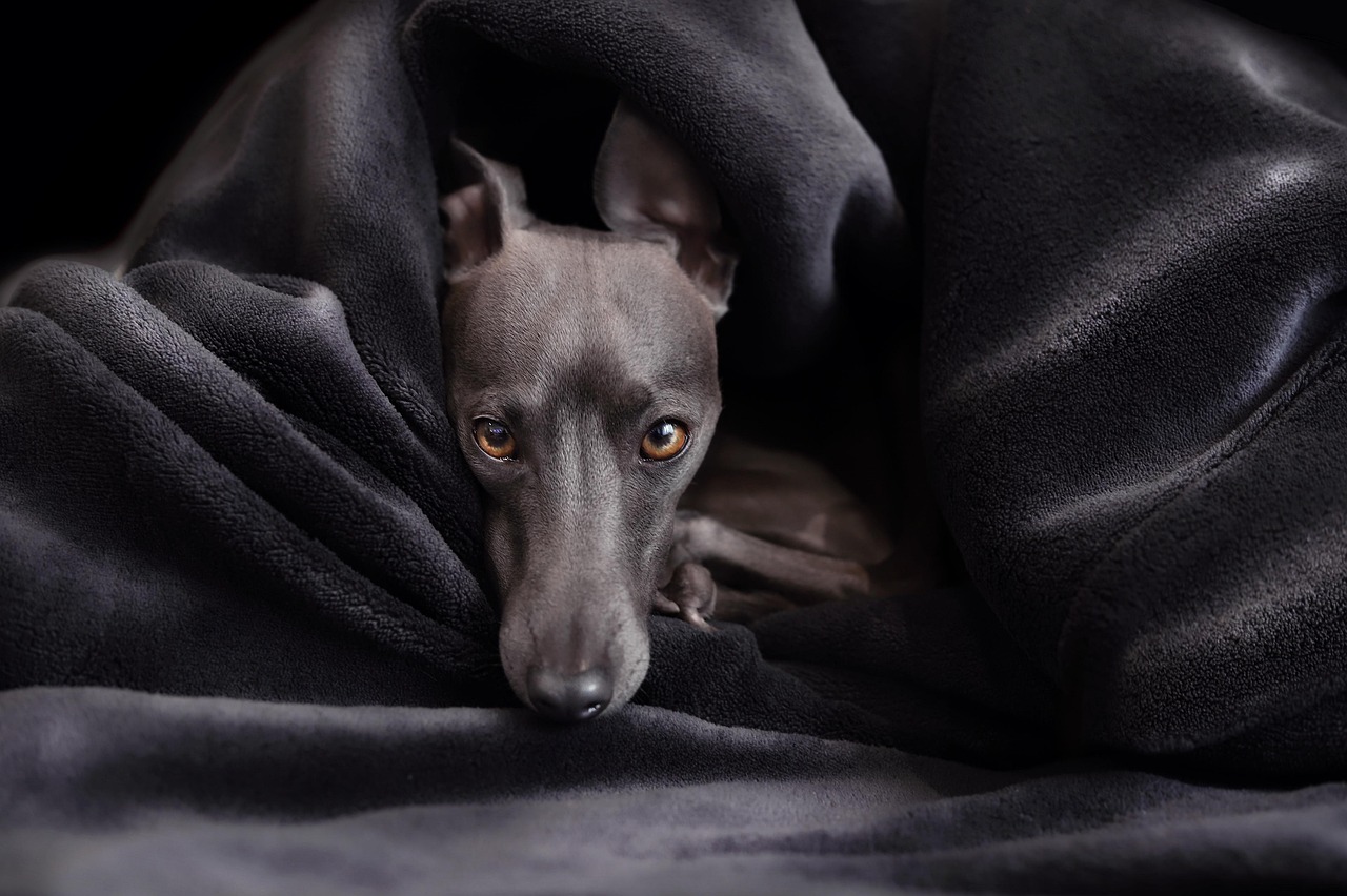 Greyhound (image credits: pixabay)