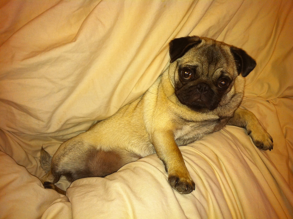 Pug (image credits: flickr)