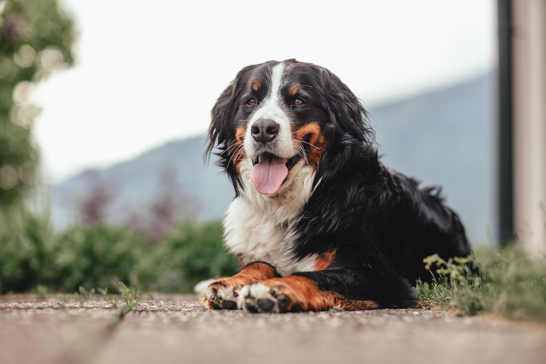 Bernese Mountain Dog (image credits: unsplash)