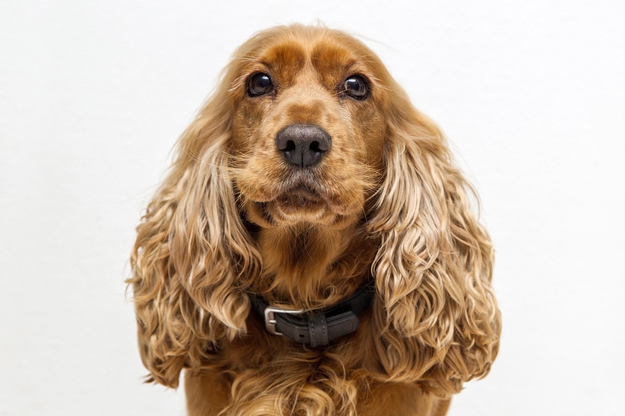 Clumber Spaniel (image credits: pixabay)