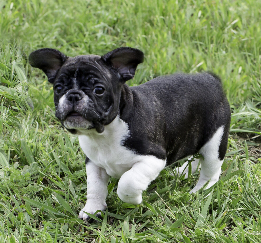 French Bulldog