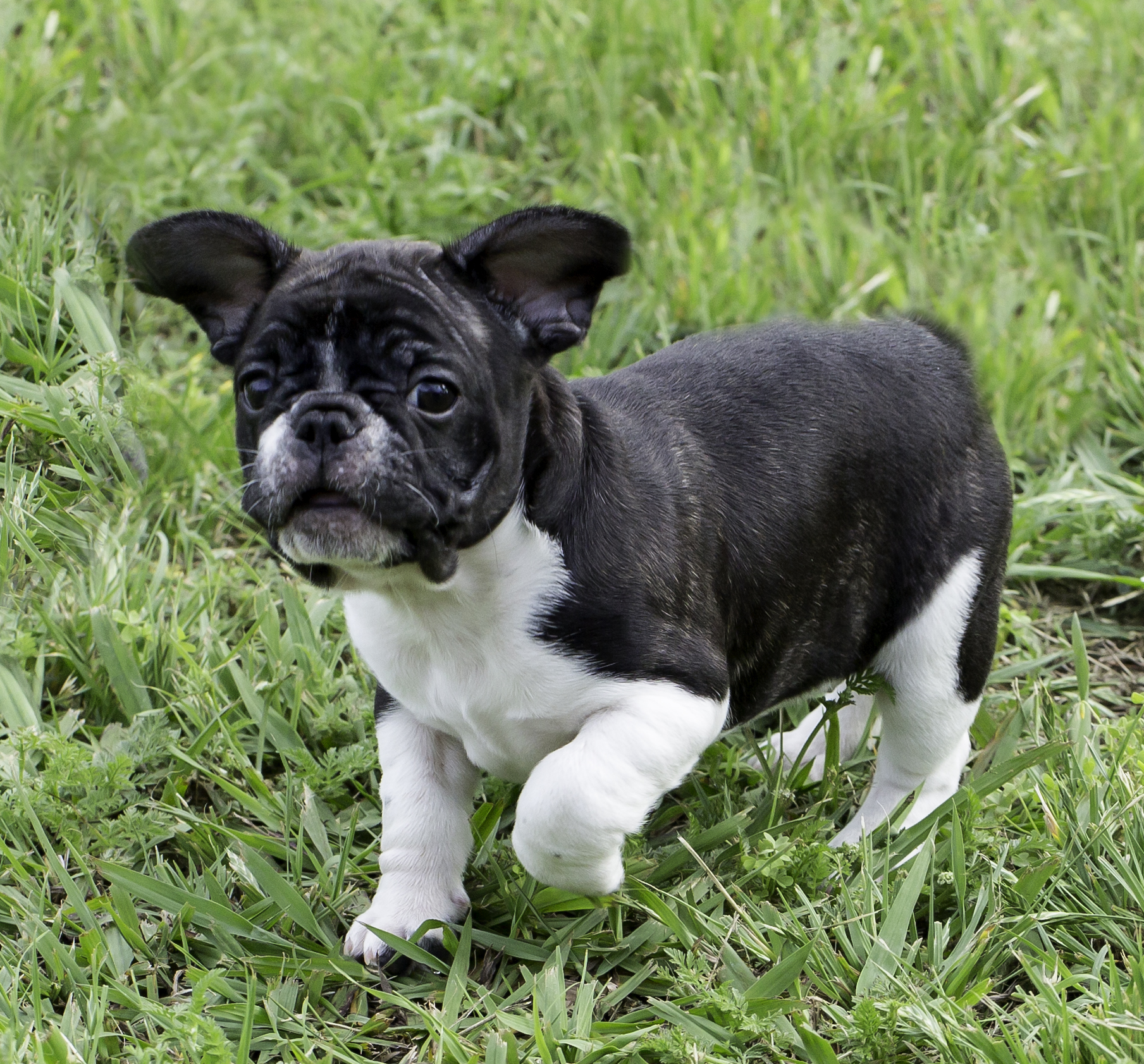 French Bulldog (image credits: wikimedia)