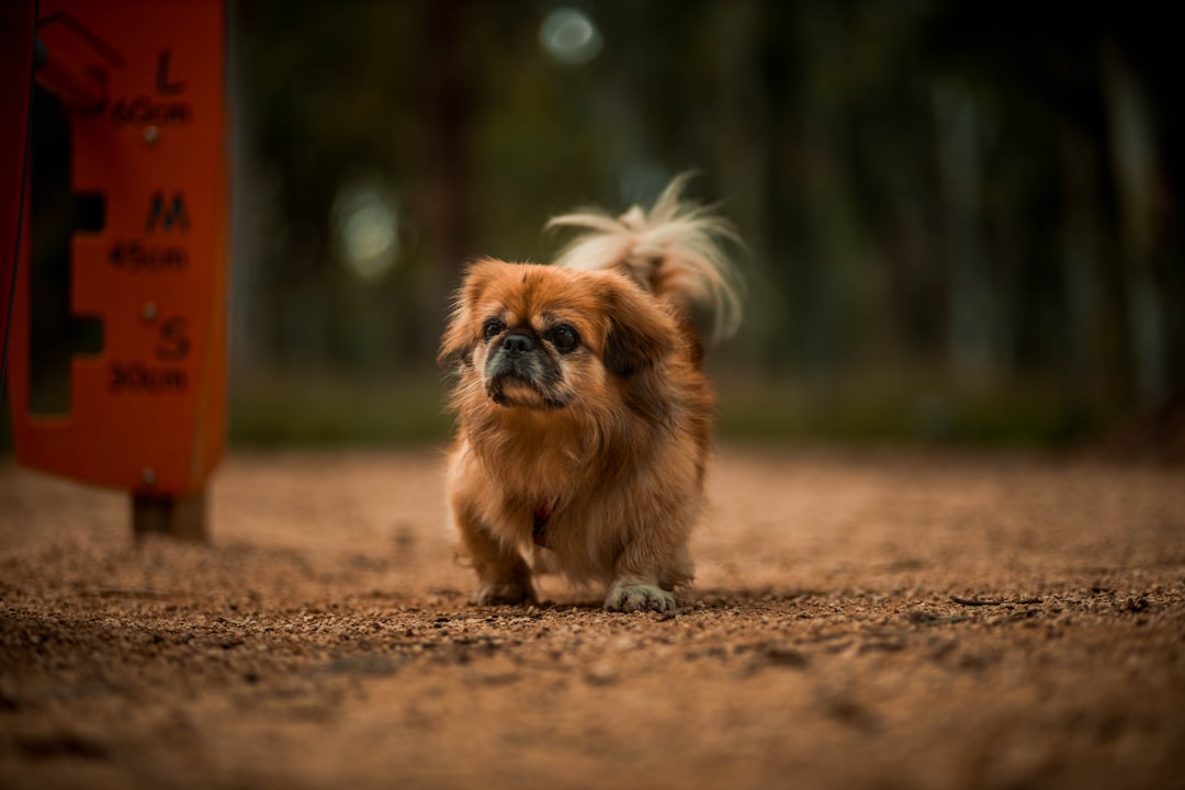 Pekingese (image credits: unsplash)