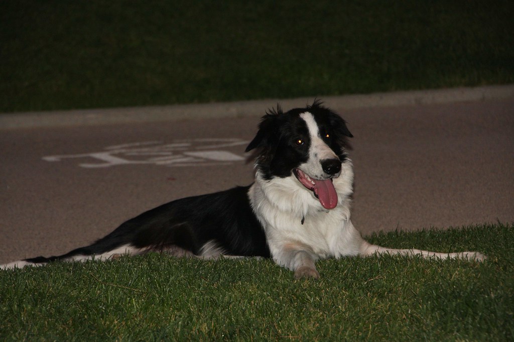 Border Collie (image credits: flickr)