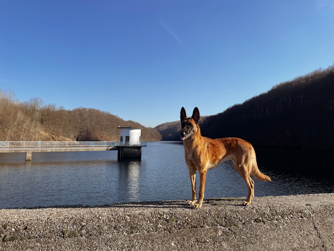 Belgian Malinois (image credits: unsplash)