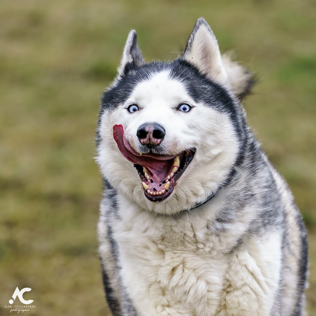 Siberian Husky (image credits: flickr)