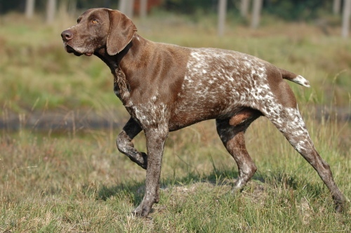 German Shorthaired Pointer (image credits: Transferred from nl.wikipedia to Commons., CC BY-SA 3.0, https://commons.wikimedia.org/w/index.php?curid=1745399)