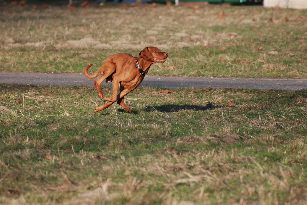 Vizsla (image credits: flickr)