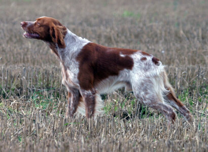 15 Laziest Dog Breeds (And 15 Powered By Rocket Fuel)