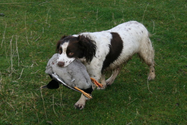 English Springer Spaniel (image credits: wikimedia)