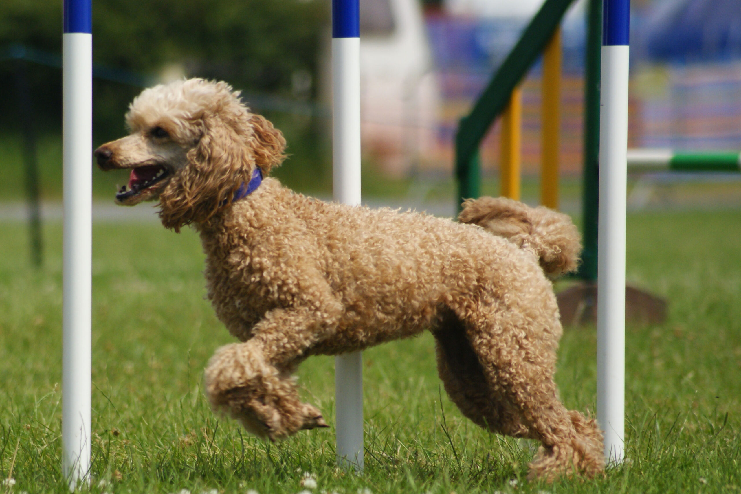 Standard Poodle (image credits: wikimedia)