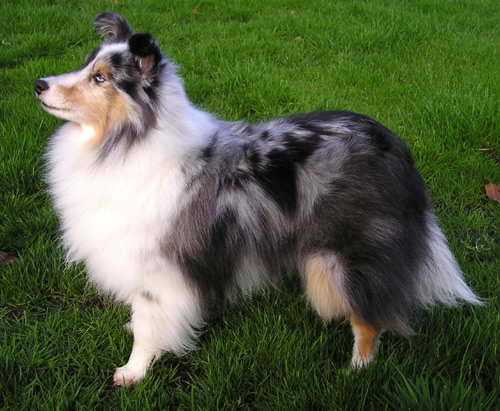 Shetland Sheepdog (image credits: wikimedia)